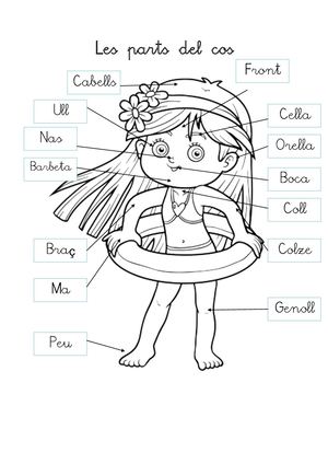 Vocabulario Les Parts Del Cos