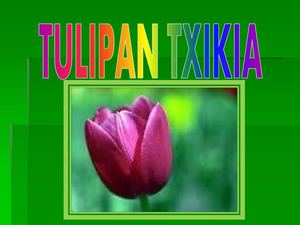 Tulipan Txikia