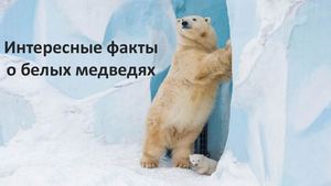Интересные факты о белом медведе