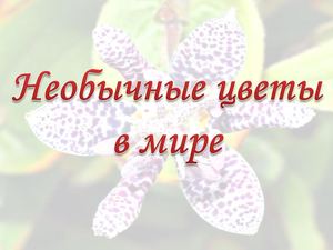 Необычные цветы в мире