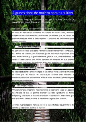 Algunos Tipos De Maleza Para Tu Cultivo