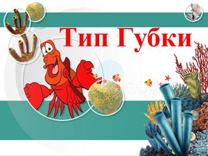 Тип губки