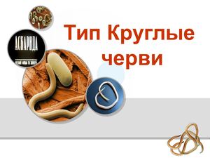 ТИП КРУГЛЫЕ ЧЕРВИ