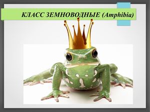 ЗЕМНОВОДНЫЕ 76