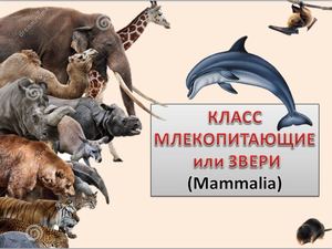 МЛЕКОПИТАЮЩИЕ 76