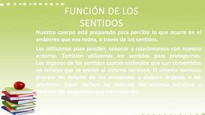 Función de Los Sentidos