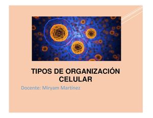 Tipos De Organización Celular