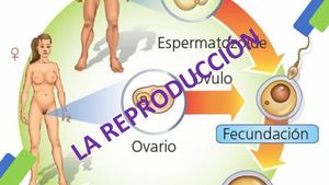 Reproduccion Humana