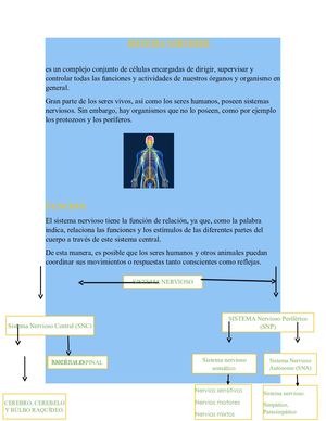 Sistema Límbico Completo1
