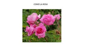 Como La Rosa