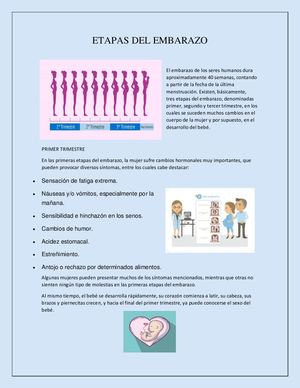 Etapas Del Embarazo