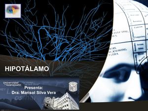 Hipotálamo