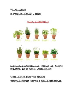 Plantas Aromáticas Taller De Aromas