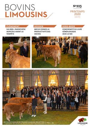 Bovins Limousins 223