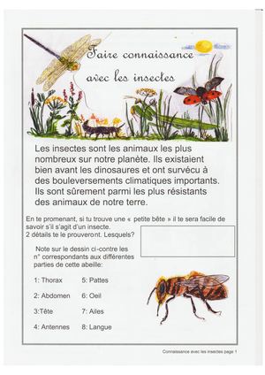 Fiche Insectes © Arbre Voyageur