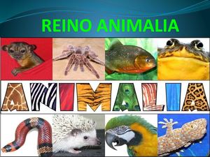 Reino Animalia Tarea Piero 5 B