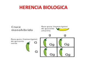 Herencia Biológica