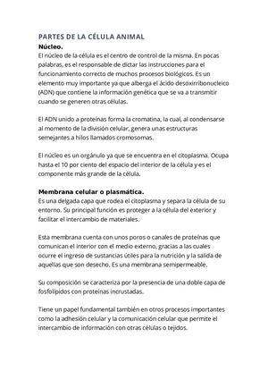 Partes De La Celula Animal