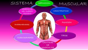 SISTEMA MUSCULAR HUMANO