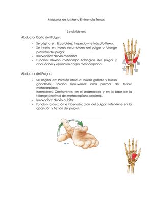Musculos De La Mano