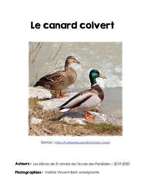 Le canard colvert