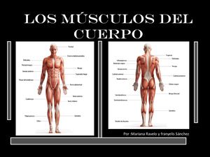 Los Músculos Del Cuerpo