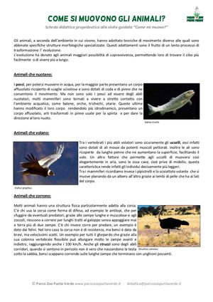 Come Si Muovono Gli Animali