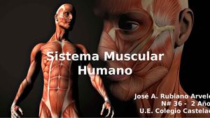 Sistema Muscular