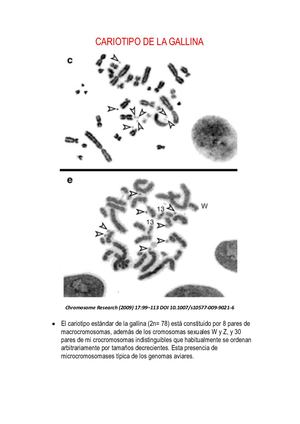 Cariotipo E Ideograma De La Gallina