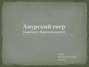 Амурский тигр 1