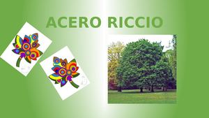 PIANTI-AMO ALBERI ANTI SMOG: L'ACERO RICCIO
