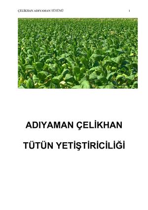 Adıyaman Çelikhan Tütün Yetiştirme