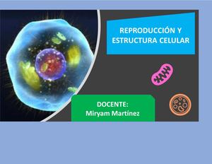 La Rerpoduccion Y Ciclo Celular
