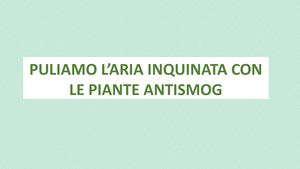 Allestire Terrazzi Con Piante Anti Smog