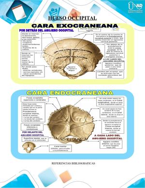 Hueso Occipital