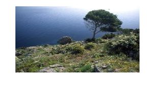 La Macchia Mediterranea Libro