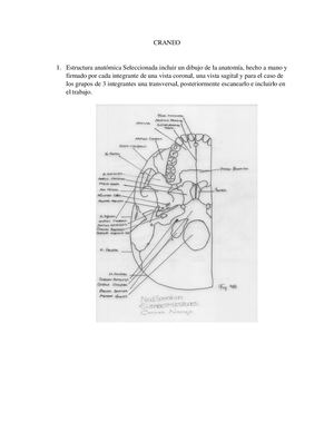 Craneo por: Carmen Naranjo, Elizabeth Cespedes y Nicol Sanabria