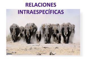 Conf 4a Relaciones Intraespecficas