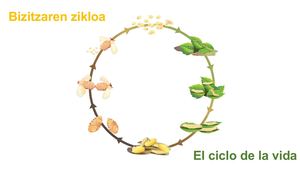 Bizitzaren Zikloa / El ciclo de la vida