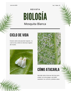 Mosquita Blanca