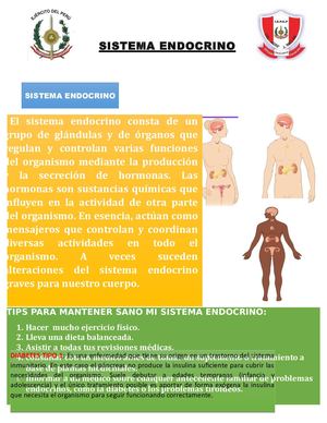 Sistema Endocrino