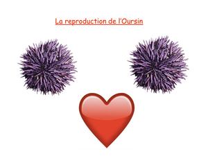 Reproduction Oursin Pronote