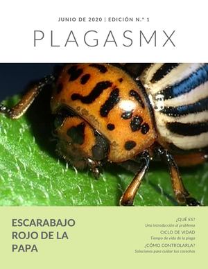 Escarabajo rojo de la papa