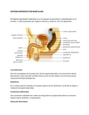 Sistema Reproductor Masculino