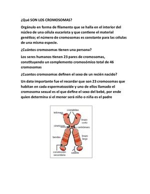 Qué Son Los Cromosomas (1)