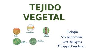 Tejido Vegetal