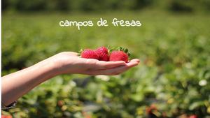 20200424 CAMPO DE FRESAS (5).