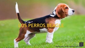 Los Perros Beagle 4