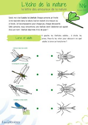 L'écho De La Nature N°6 | Libellule Déprimée Impression