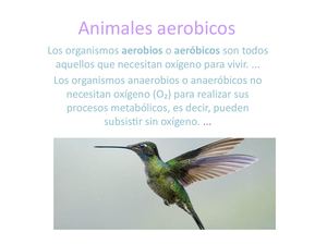 Animales Aerobicos